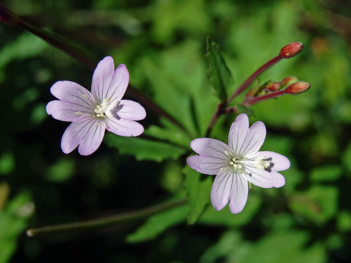 Vrbovka chlumní (Epilobium collinum C. C. Gmel.)