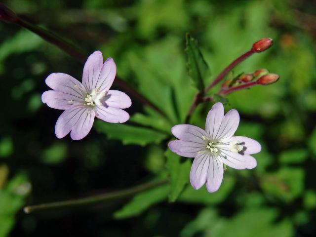 Vrbovka chlumní (Epilobium collinum C. C. Gmel.)