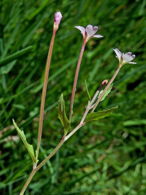 Vrbovka chlumní (Epilobium collinum C. C. Gmel.)