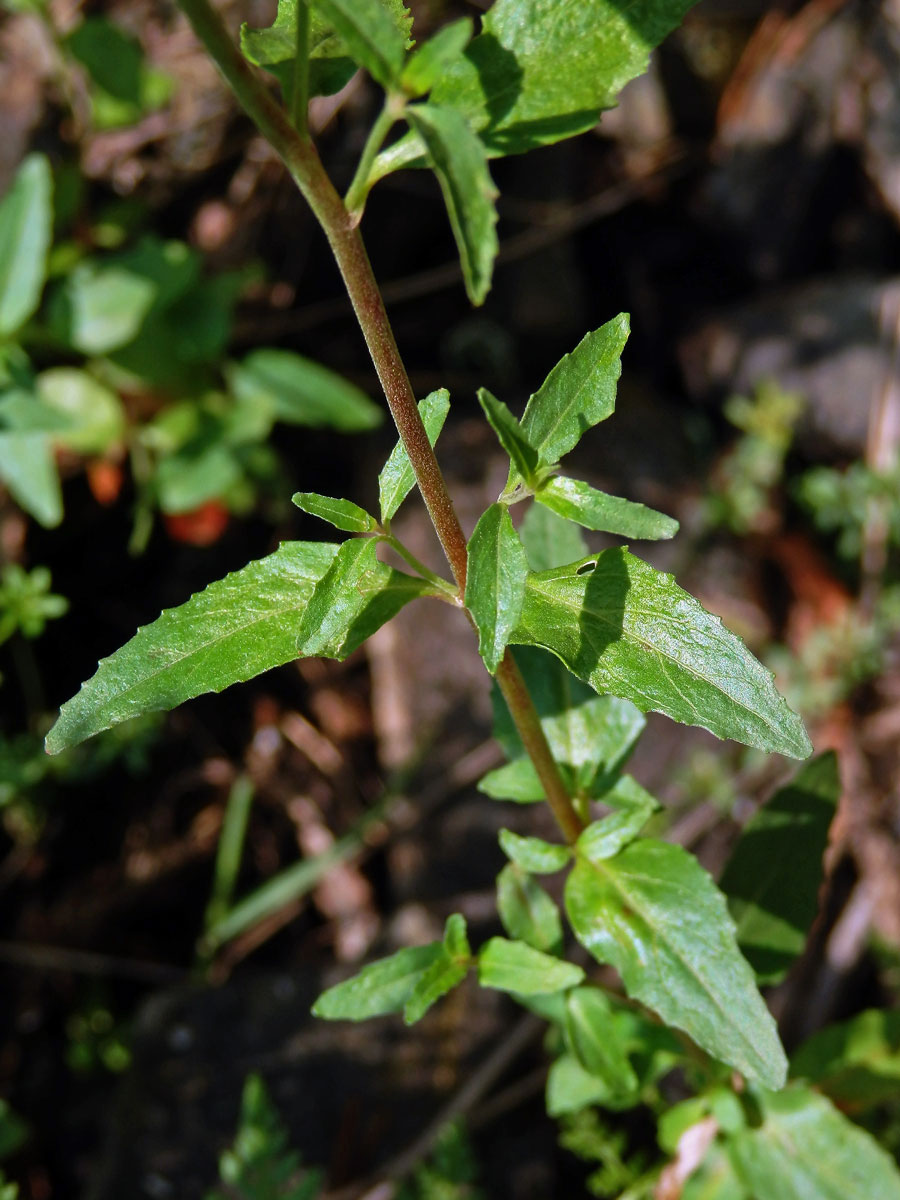 Vrbovka chlumní (Epilobium collinum C. C. Gmel.)