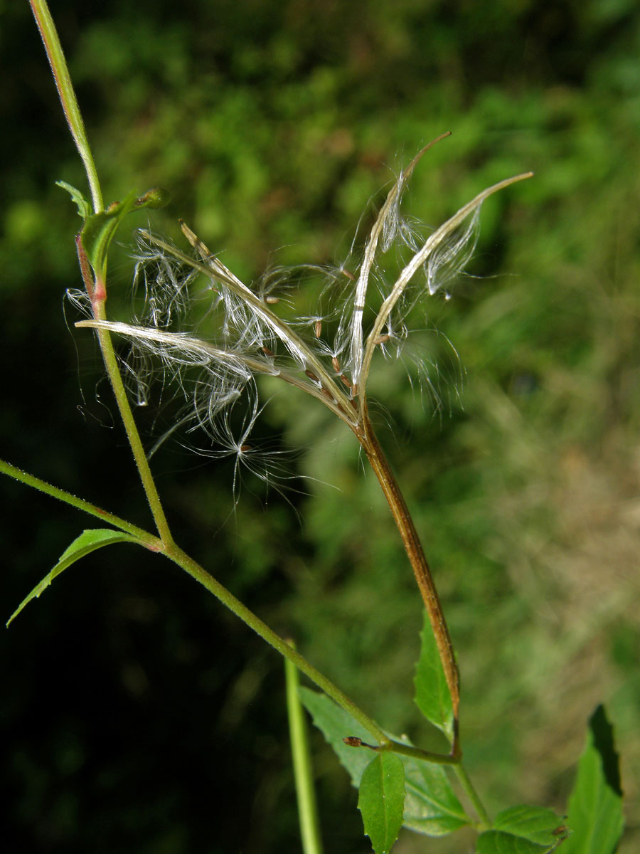 Vrbovka chlumní (Epilobium collinum C. C. Gmel.)