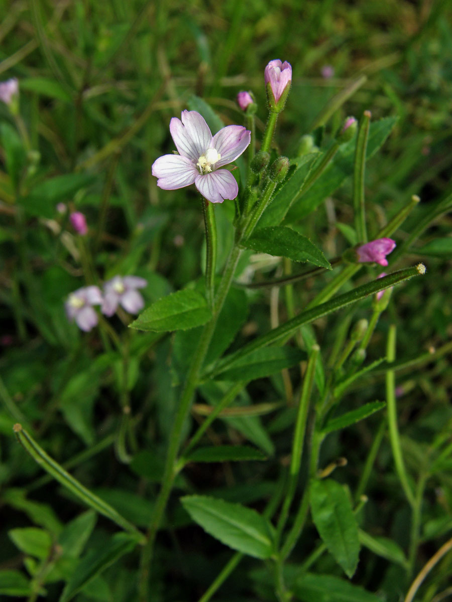 Vrbovka malokvětá (Epilobium parvoflorum (Schreb.) Schreb.)