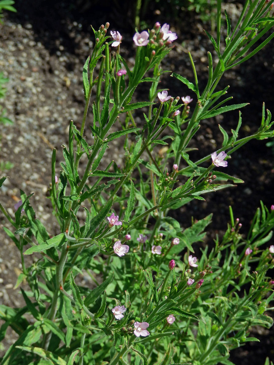 Vrbovka malokvětá (Epilobium parvoflorum (Schreb.) Schreb.)