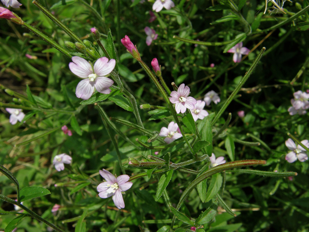 Vrbovka malokvětá (Epilobium parvoflorum (Schreb.) Schreb.)