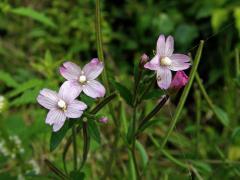 Vrbovka malokvětá (Epilobium parvoflorum (Schreb.) Schreb.)