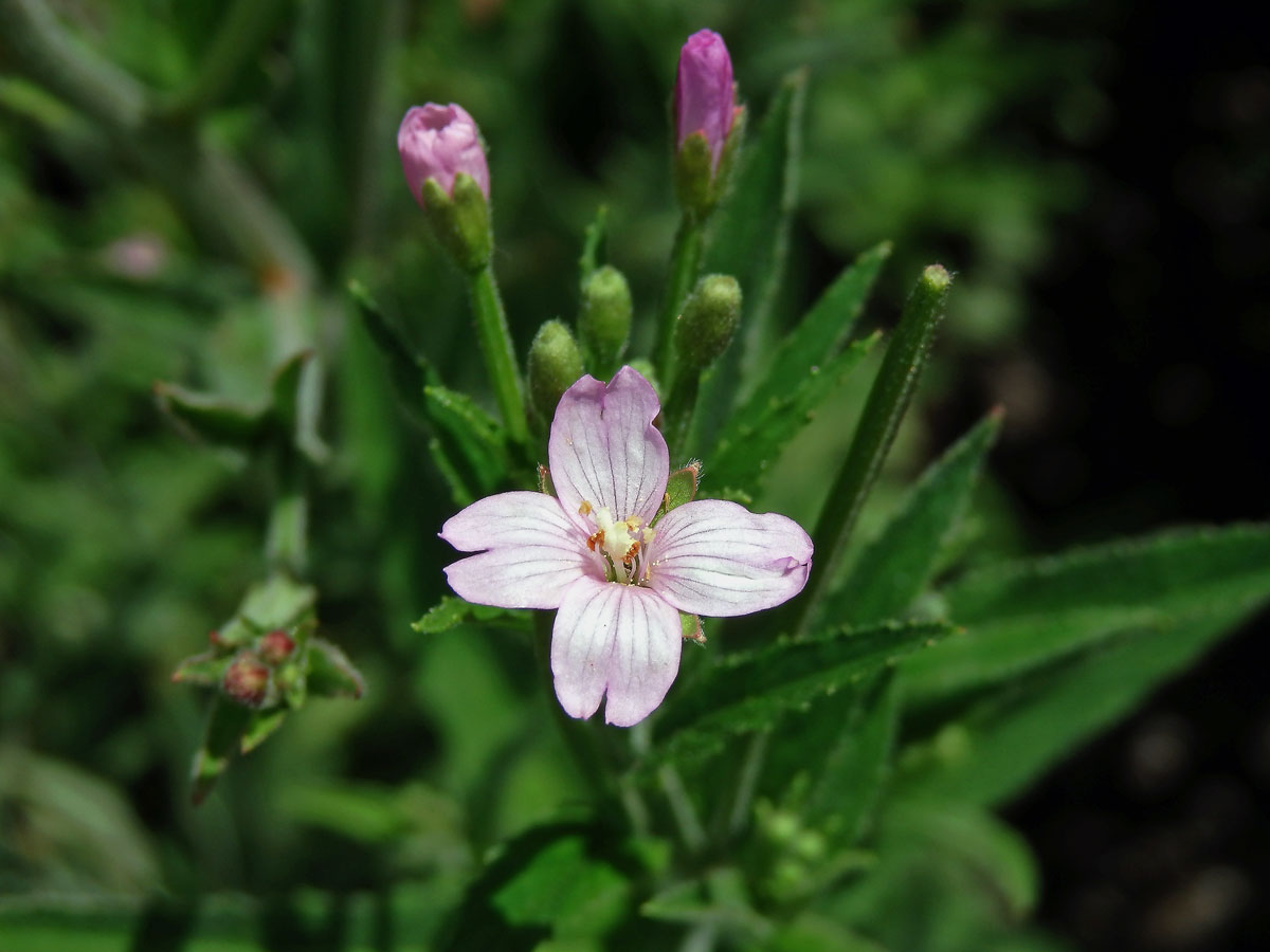 Vrbovka malokvětá (Epilobium parvoflorum (Schreb.) Schreb.)