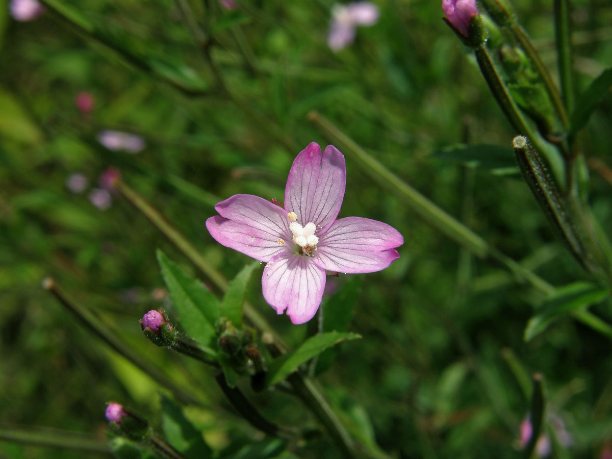 Vrbovka malokvětá (Epilobium parvoflorum (Schreb.) Schreb.)