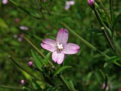 Vrbovka malokvětá (Epilobium parvoflorum (Schreb.) Schreb.)