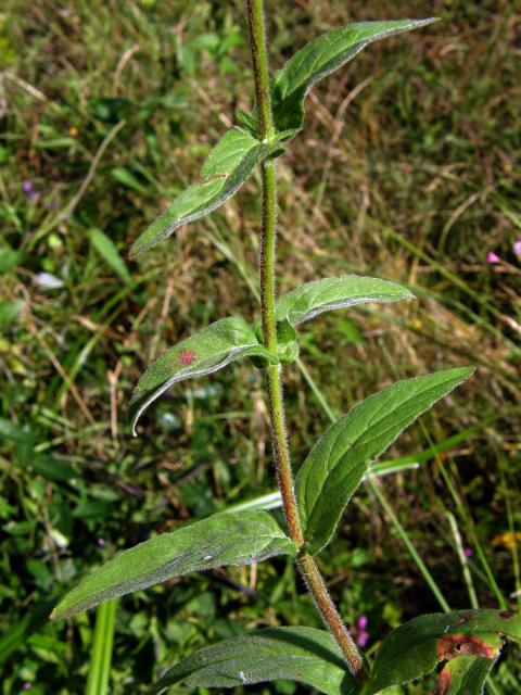 Vrbovka malokvětá (Epilobium parvoflorum (Schreb.) Schreb.)