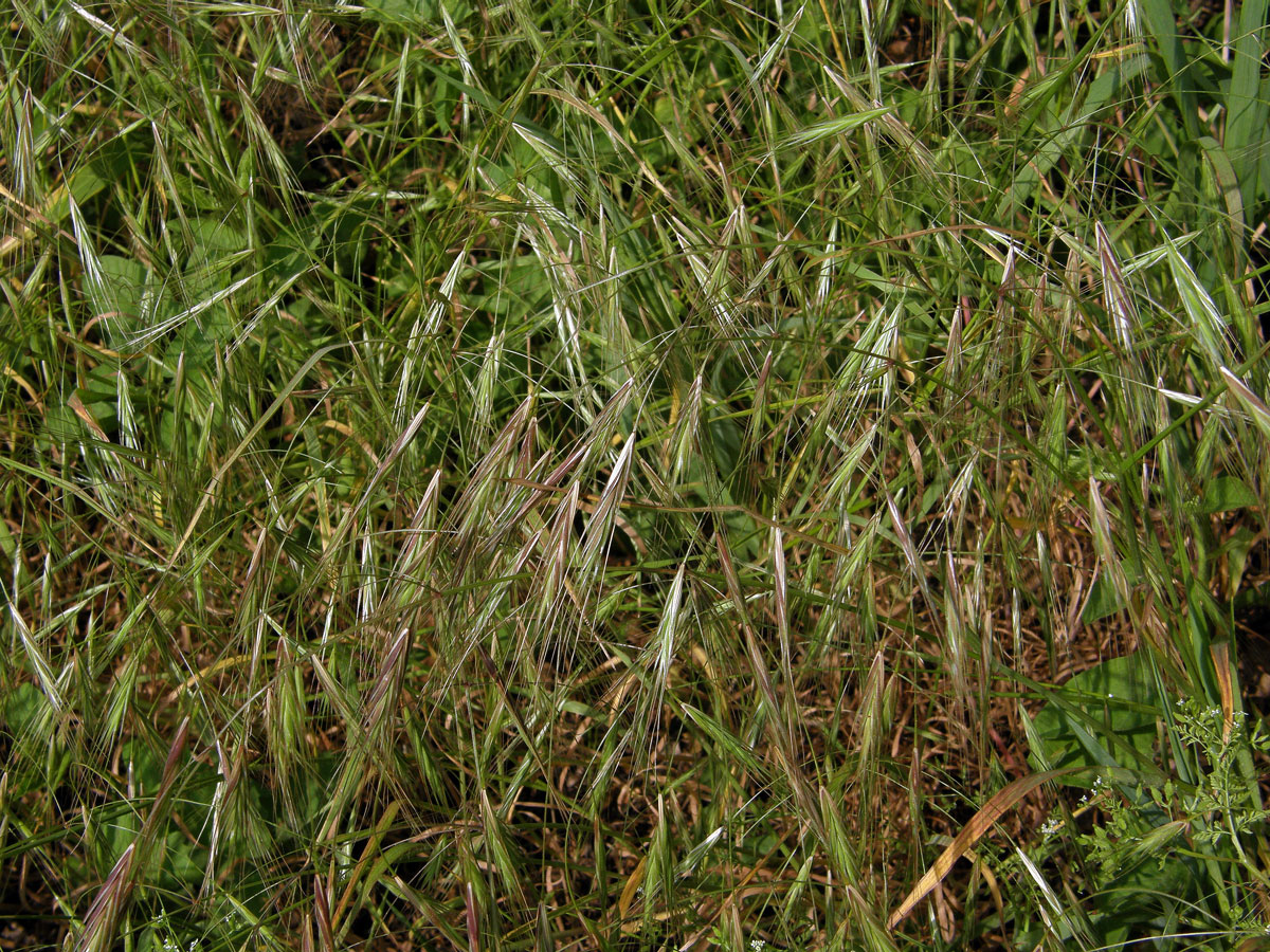 Sveřep střešní (Bromus tectorum L.)