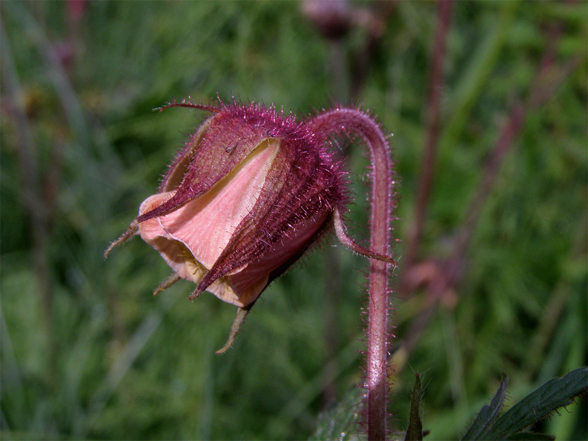 Kuklík potoční (Geum rivale L.)