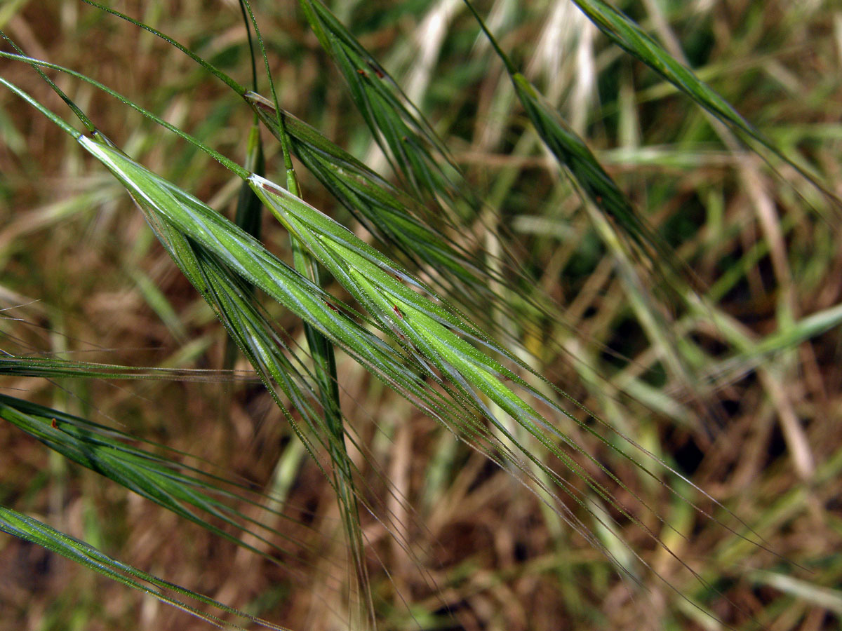 Sveřep střešní (Bromus tectorum L.)