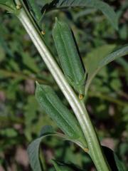 Sezam indický (Sesamum orientale L.)