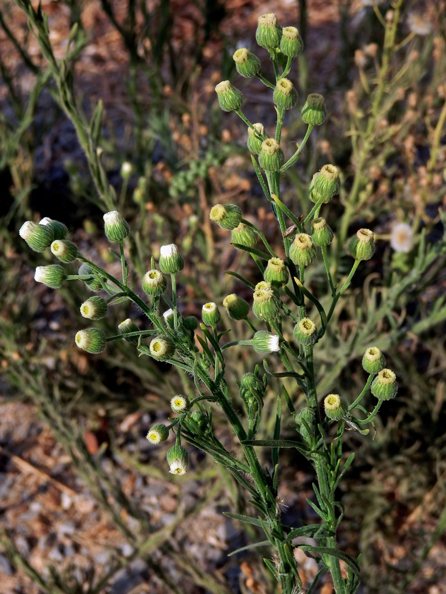 Turanka úzkolistá (Conyza bonariensis (L.) Cronquist)