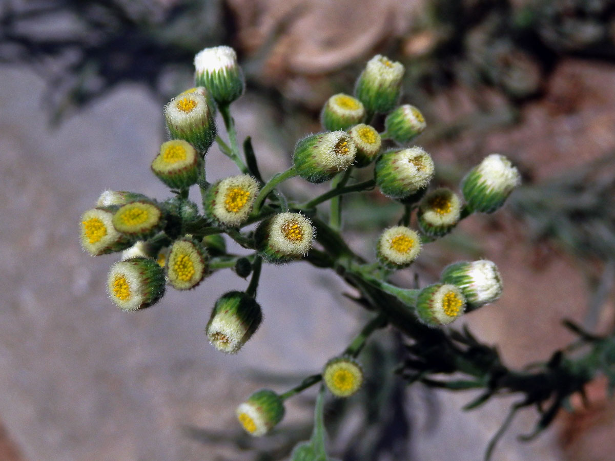 Turanka úzkolistá (Conyza bonariensis (L.) Cronquist)