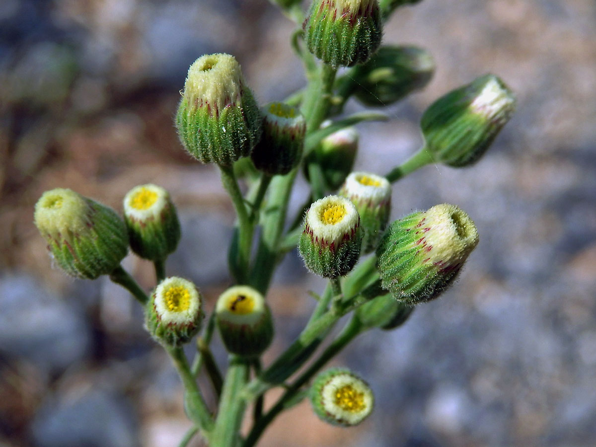 Turanka úzkolistá (Conyza bonariensis (L.) Cronquist)