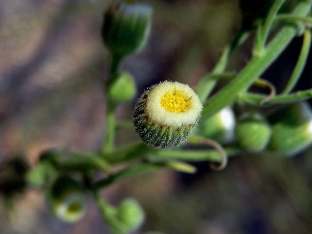 Turanka úzkolistá (Conyza bonariensis (L.) Cronquist)