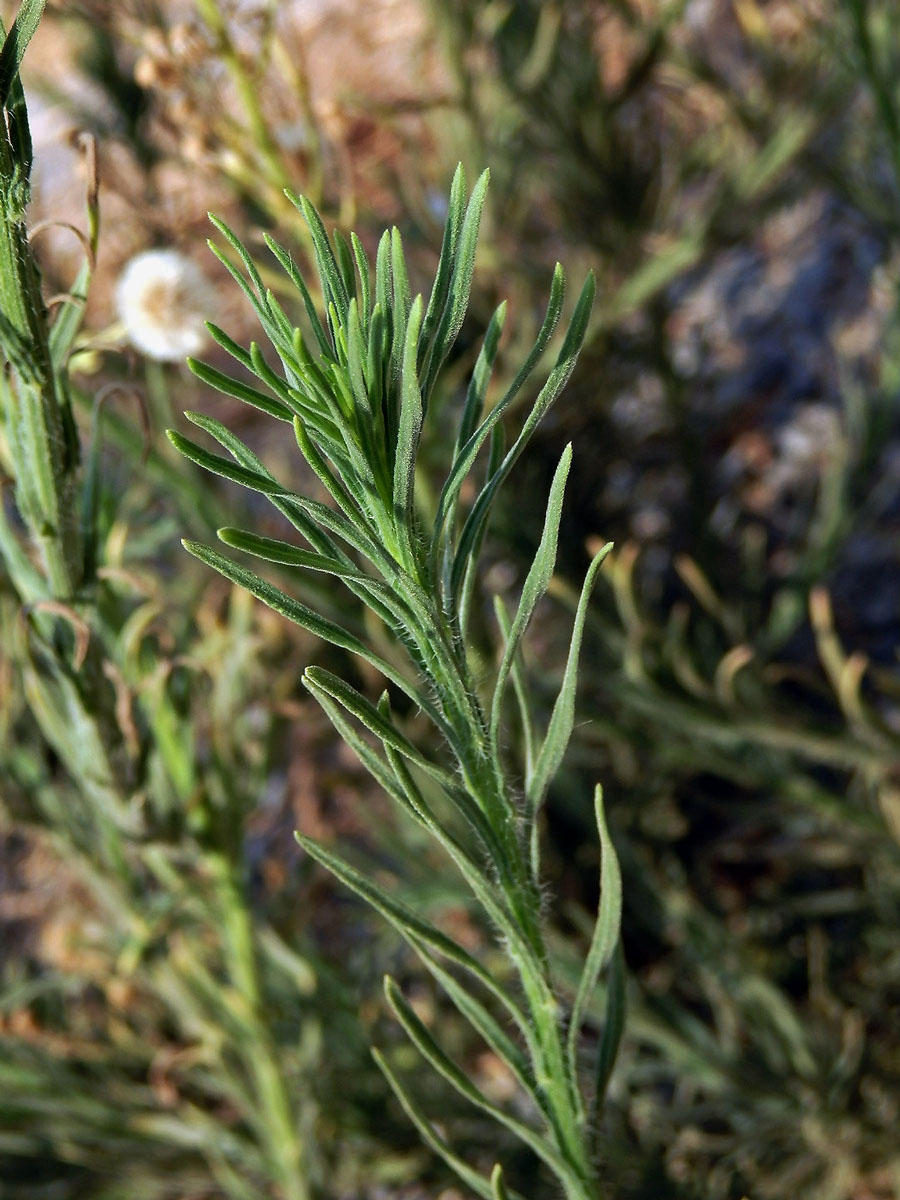 Turanka úzkolistá (Conyza bonariensis (L.) Cronquist)