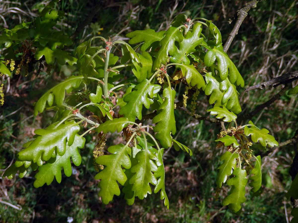 Dub pýřitý (Quercus pubescens Willd.)