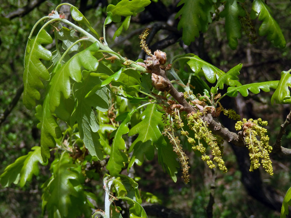 Dub pýřitý (Quercus pubescens Willd.)