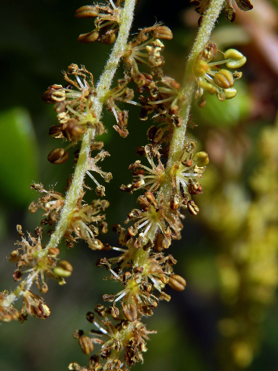 Dub pýřitý (Quercus pubescens Willd.)