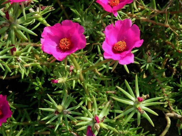 Šrucha velkokvětá (Portulaca grandiflora Hook.)