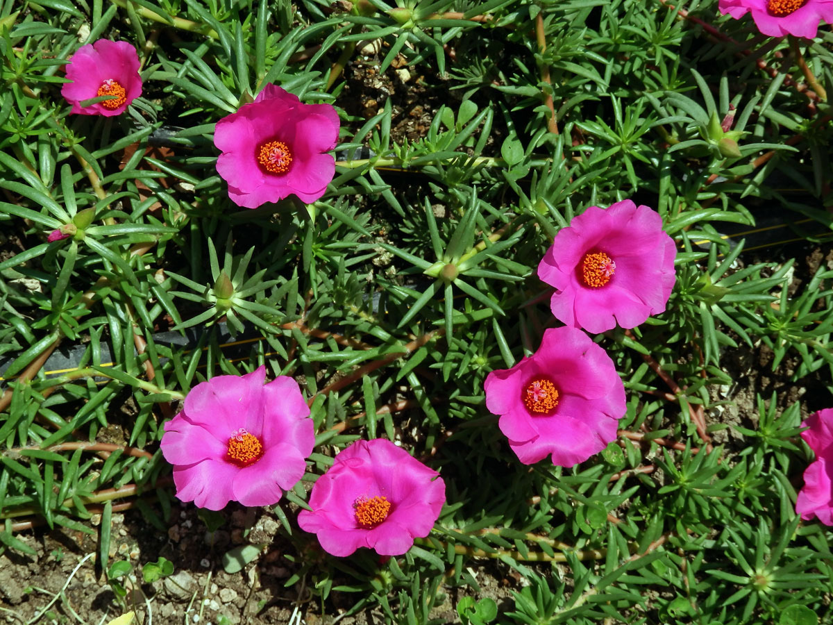 Šrucha velkokvětá (Portulaca grandiflora Hook.)