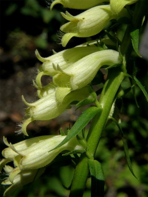 Náprstník žlutý (Digitalis lutea L.)