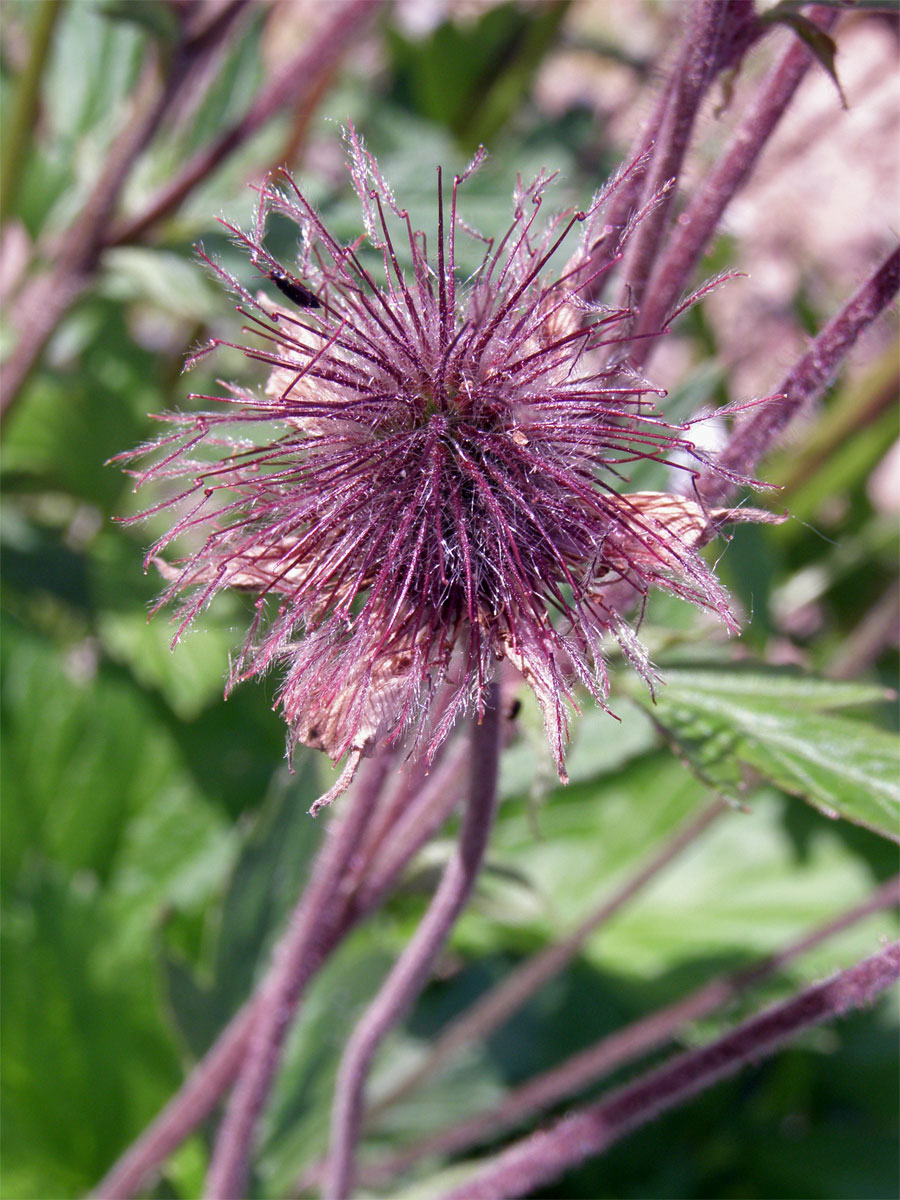 Kuklík potoční (Geum rivale L.)