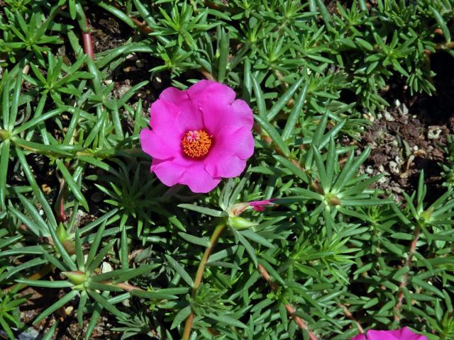 Šrucha velkokvětá (Portulaca grandiflora Hook.)