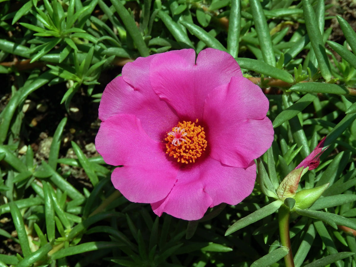 Šrucha velkokvětá (Portulaca grandiflora Hook.)