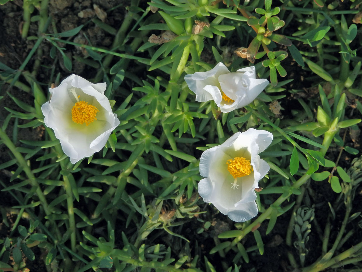 Šrucha velkokvětá (Portulaca grandiflora Hook.)