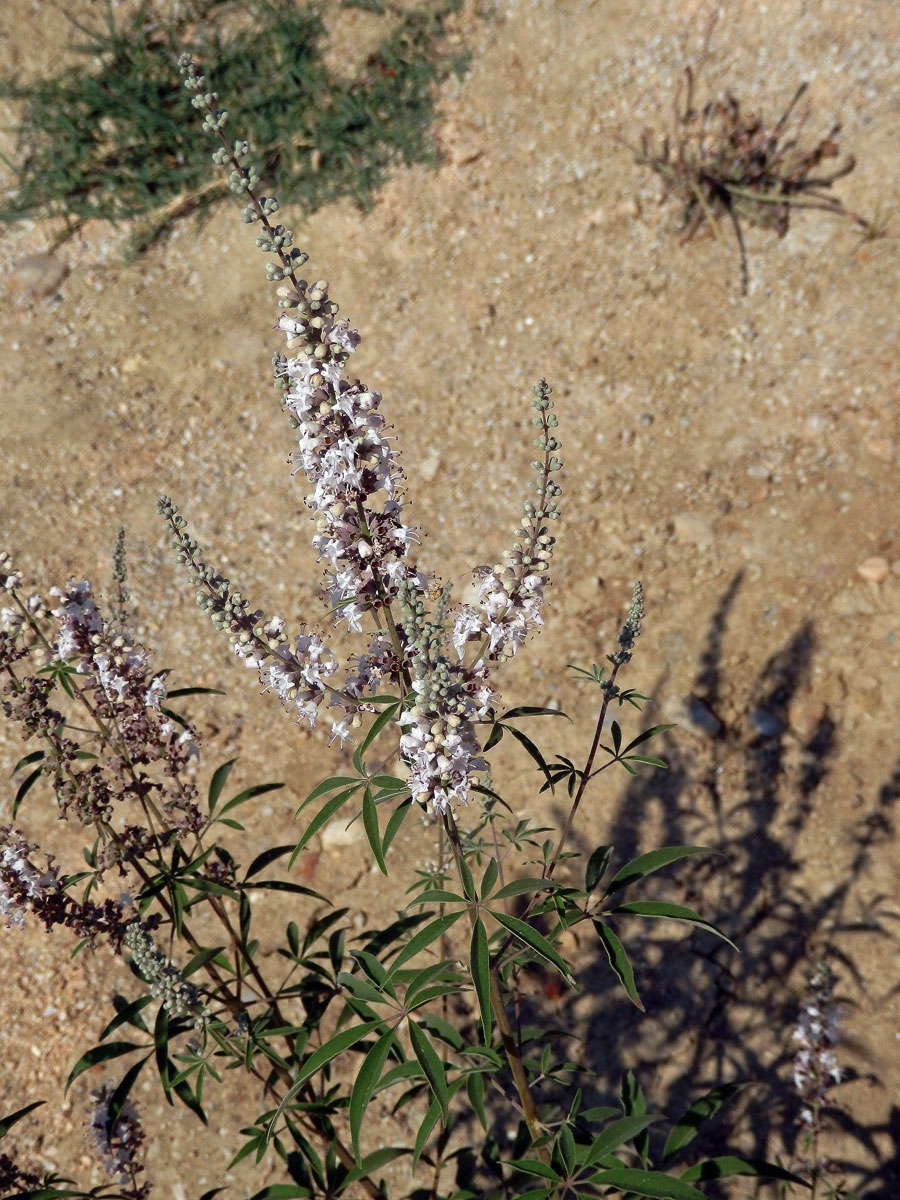 Drmek obecný (Vitex agnus-castus L.) se světle růžovými květy