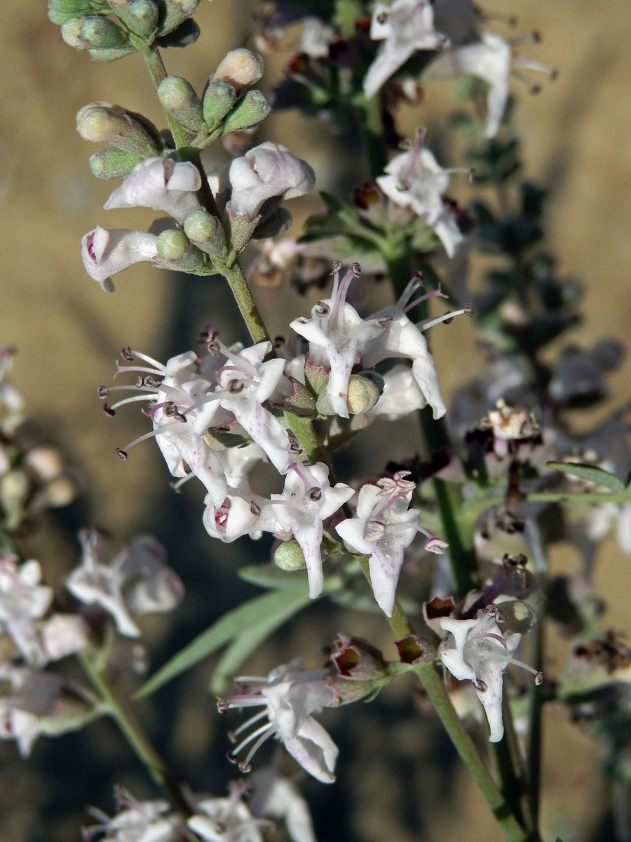 Drmek obecný (Vitex agnus-castus L.) se světle růžovými květy