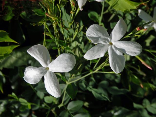 Jasmín mnohokvětý (Jasminum polyanthum Franch.), čtyřčetný květ (2a)