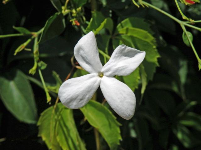 Jasmín mnohokvětý (Jasminum polyanthum Franch.), čtyřčetný květ (2b)