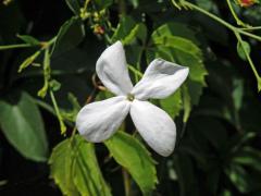 Jasmín mnohokvětý (Jasminum polyanthum Franch.), čtyřčetný květ (2b)