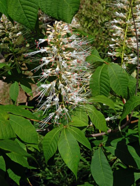 Jírovec drobnokvětý (Aesculus parviflora Walt.)