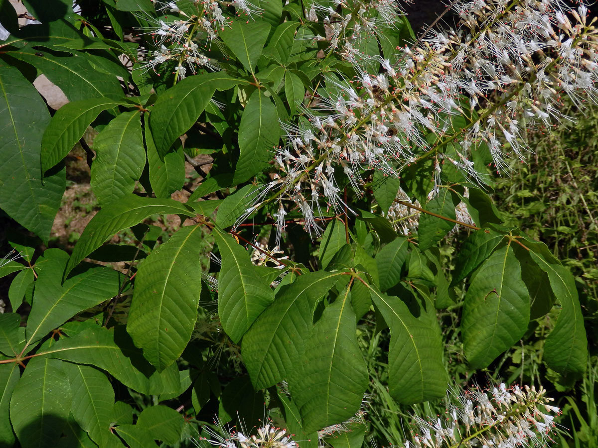 Jírovec drobnokvětý (Aesculus parviflora Walt.)