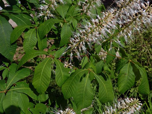 Jírovec drobnokvětý (Aesculus parviflora Walt.)