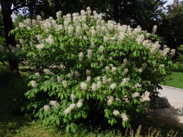 Jírovec drobnokvětý (Aesculus parviflora Walt.)