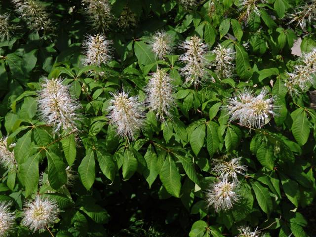 Jírovec drobnokvětý (Aesculus parviflora Walt.)