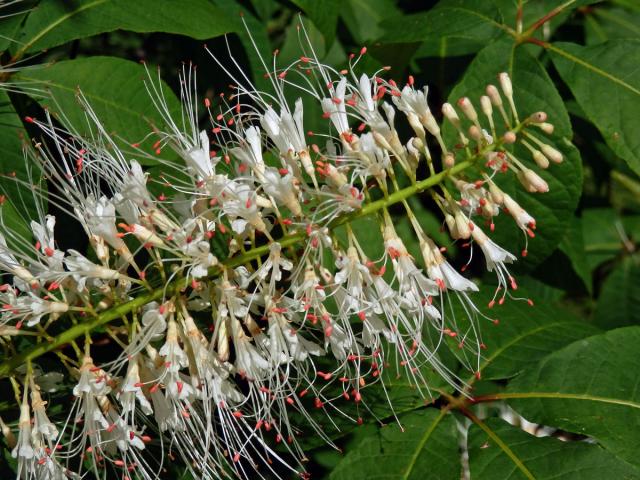 Jírovec drobnokvětý (Aesculus parviflora Walt.)