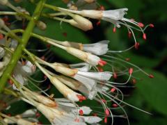Jírovec drobnokvětý (Aesculus parviflora Walt.)