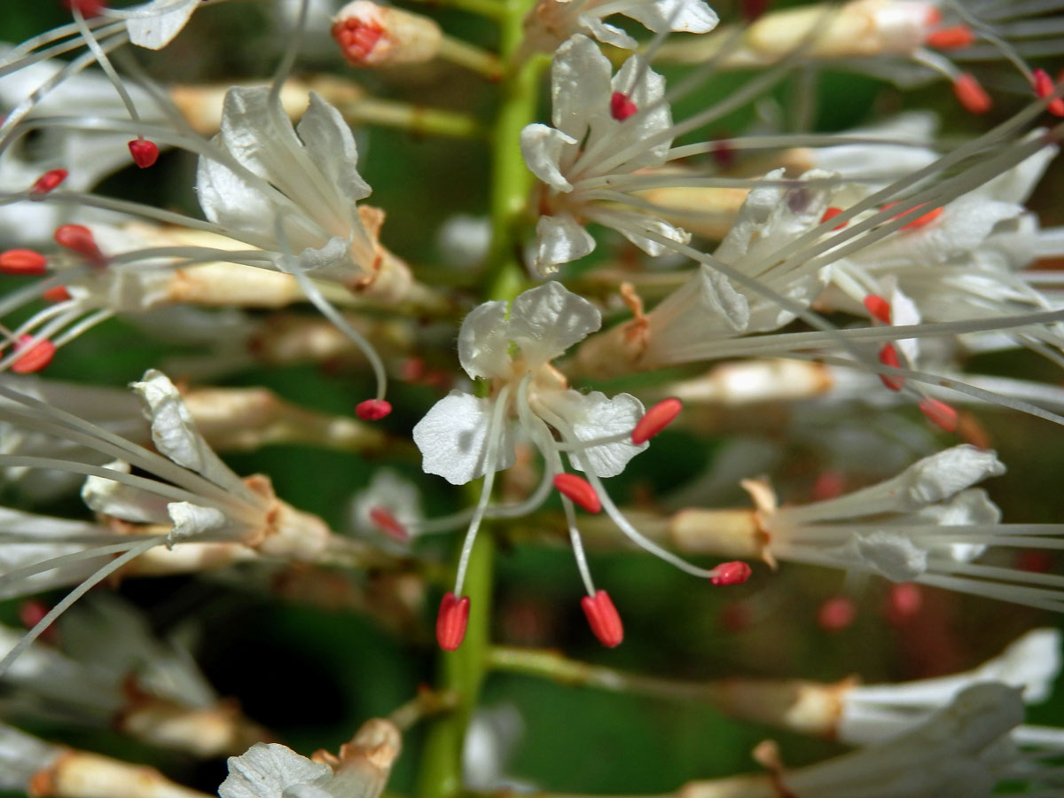 Jírovec drobnokvětý (Aesculus parviflora Walt.)