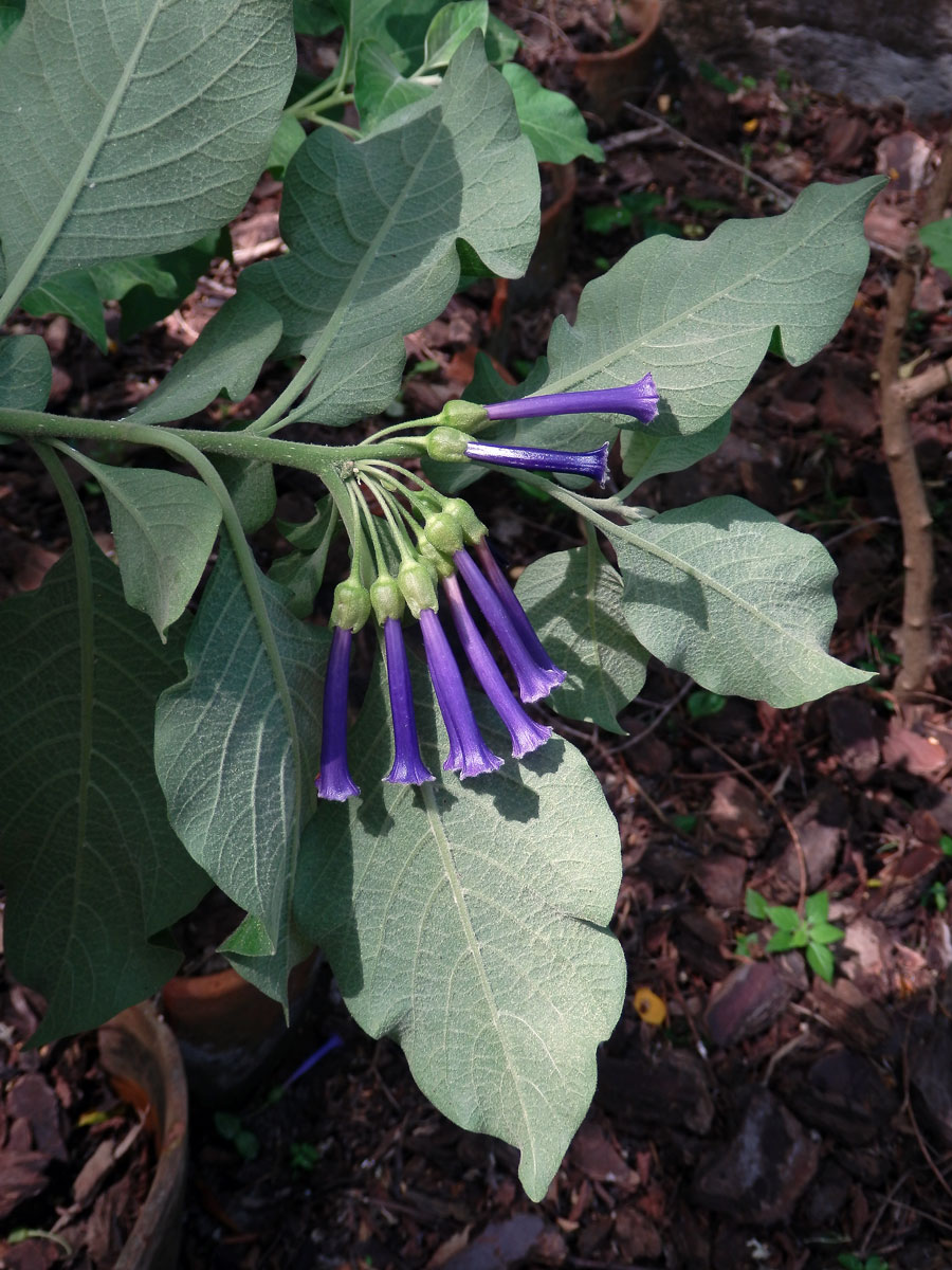 Iochroma cyanea M. L. Green