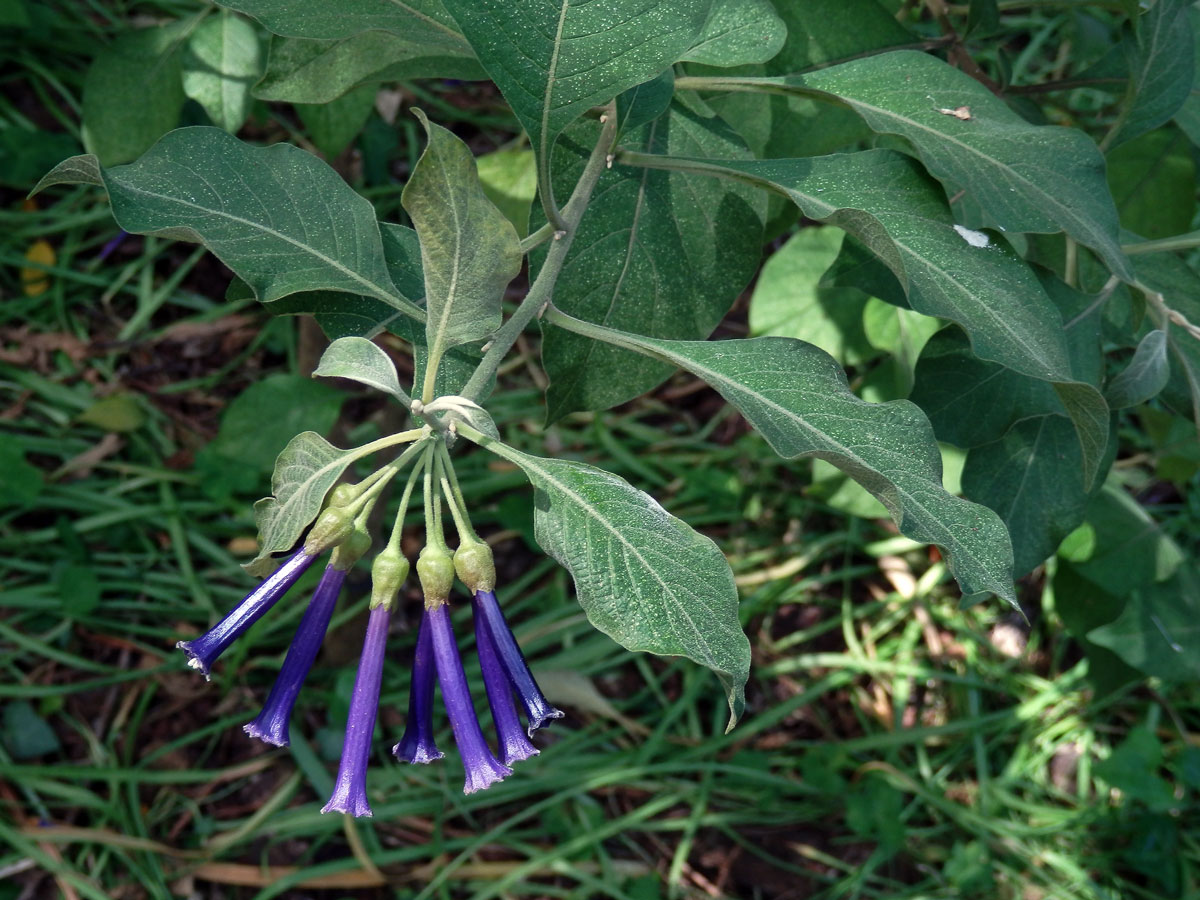 Iochroma cyanea M. L. Green