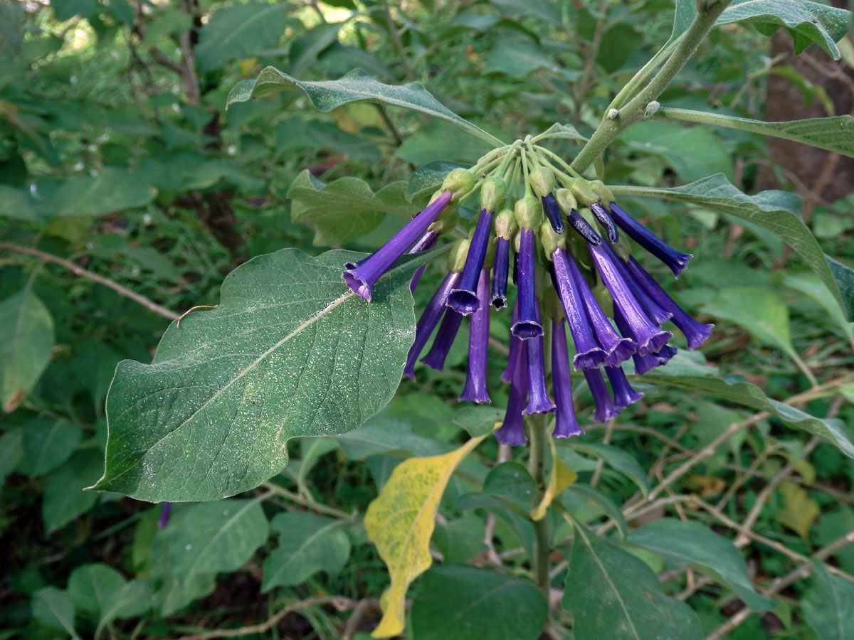 Iochroma cyanea M. L. Green