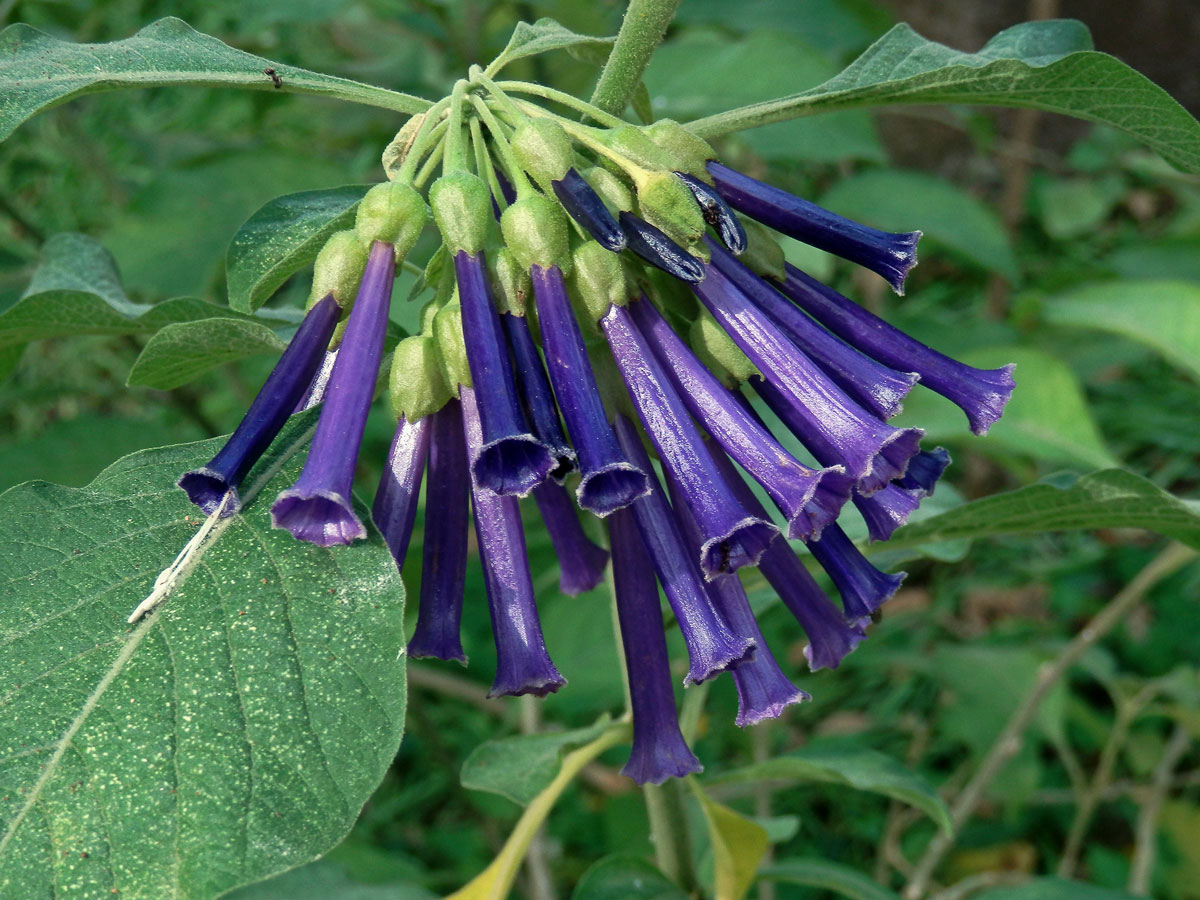 Iochroma cyanea M. L. Green