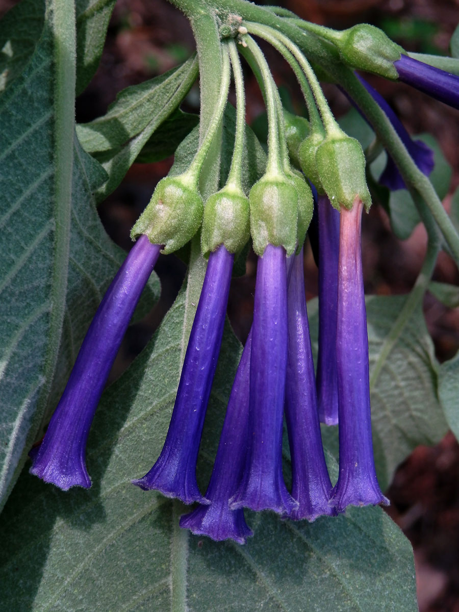 Iochroma cyanea M. L. Green